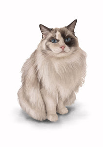 Colour pet portrait - Beautiful cat drawing - Color drawing -drawings and portraits from your photos - drawking.com - Drawking