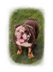 Colour pet portrait with pattern background - Dog drawn on grass - drawings and portraits from your photos - drawking.com - Drawking