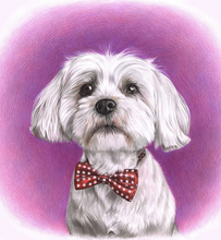 Load image into Gallery viewer, Colour pet portrait with pattern background - Dog drawn with bow tie - drawings and portraits from your photos - drawking.com - Drawking
