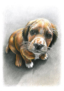 Colour pet portrait with pattern background - Puppy drawing- drawings and portraits from your photos - drawking.com - Drawking