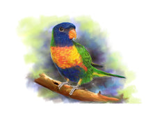 Load image into Gallery viewer, Colour pet portrait with pattern background - watercolour bird drawn - drawings and portraits from your photos - drawking.com - Drawking

